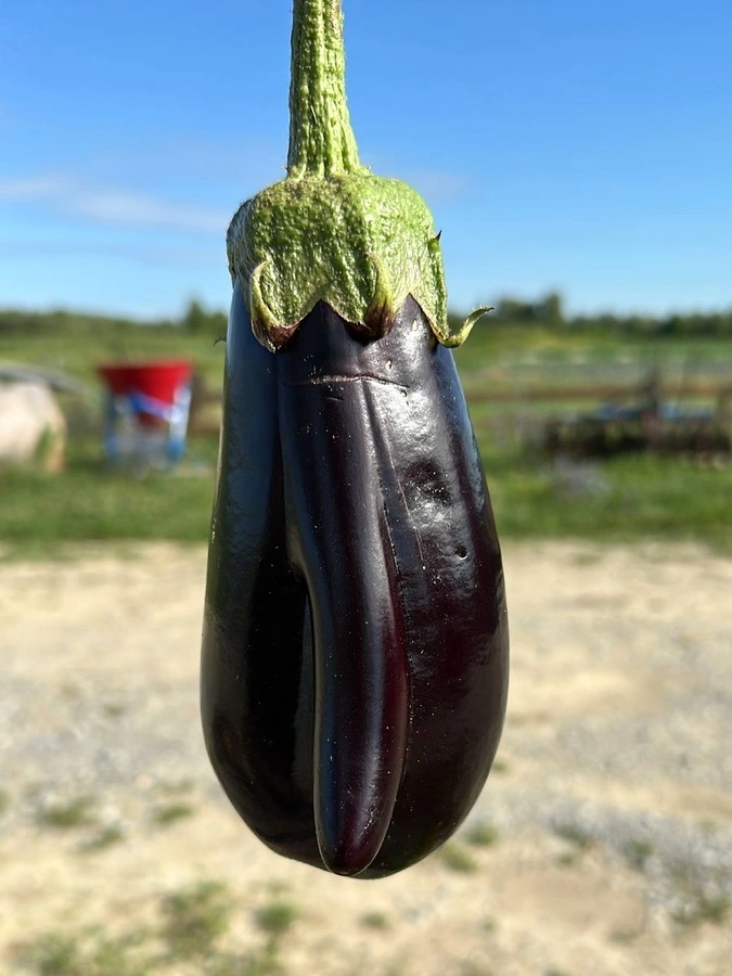 Naturally grown eggplants at Gruntek.jpg